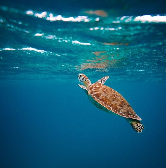 acuario marino limpio