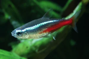 tetra neon