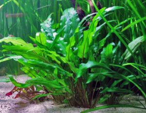 Cryptocoryne planta acuario