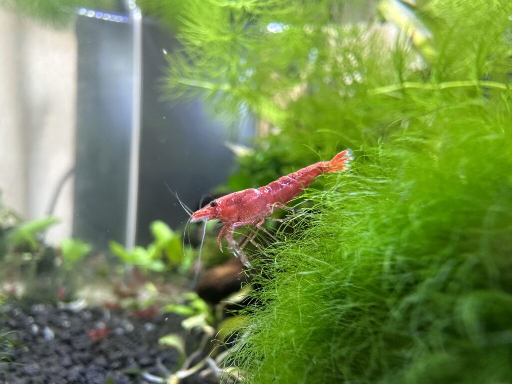 gamba red cherry acuario plantado