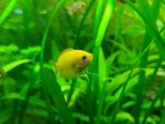 Gourami amarillo acuarios plantados