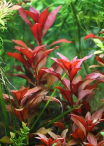 Ludwigia repens acuario plantado