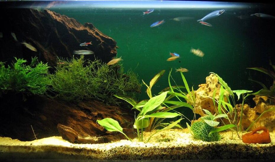 acuario plantado