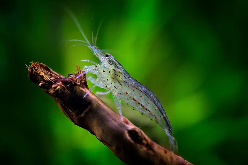 gamba acuario plantado